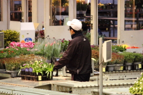 鉢物セリ部門画像011