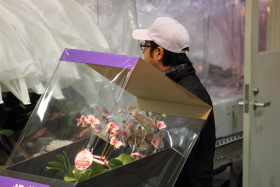 鉢物セリ部門画像014