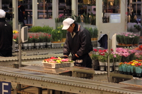 鉢物セリ部門画像016