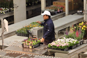 鉢物セリ部門画像019