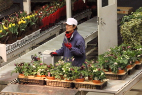 鉢物セリ部門画像020