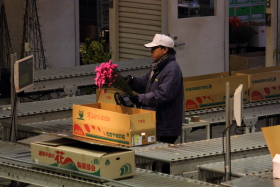 生花セリ部門画像011