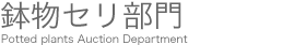 鉢物セリ部門
