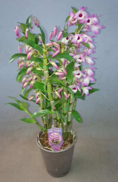 デンドロ　アケボノ 写真