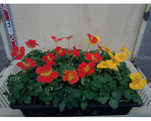 キンレンカ 写真