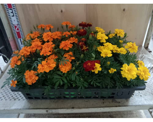 マリーゴールド 写真