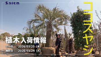 植木売場20260324