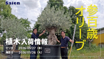 植木売場20260526