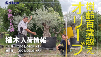 植木売場20260623
