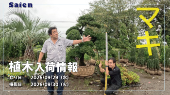 植木売場20260929